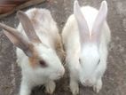Rabbit for sale