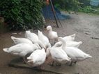 কম দামে বড় রাজহাঁস বিক্রি