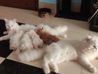 cat sell
