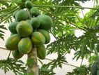 কম দামে পাকা পেঁপে