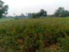 কম দামে,নিট প্লট বসবাসের উপযোগী @ ৩/৫/১০ কাঠা জমি বিক্রি হইবে