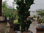 কম যত্নে বড় হওয়া গাছ – Euphorbia Trigona