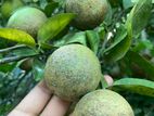 কমলা লেবু