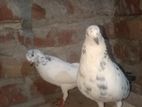 Kobitor Runing Pair