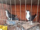 Kobutor Bikri