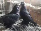kobutor bikri