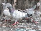 Kobutor bikri