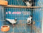 Kobutor bikri