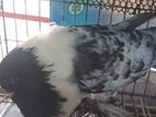 কবুতর টি বিক্রি করা হবে