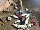 kobutor for sale