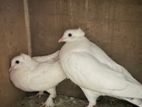 Kobutor For Sale