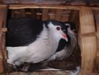 Kobutor bikri
