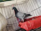 Pigeon for sell