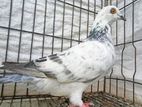 Kobutor গ্যারান্টিসহ বিগসাইজ আফসান রেসার মাদী কবুতর racer pigeon