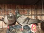 Kobutor. Homa Kobutor . Pigeon