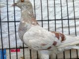 kobutor মিলি রেসার মাদি কবুতর racer pigeon