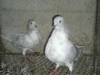 Kobutor Pair