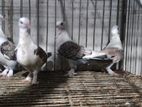 Bird for sale