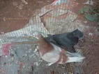 দুই জোড়া কবুতর বিক্রি হবে