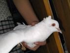 Kobutor(pair Pigeon)