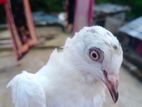কোবুতর