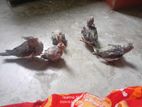 Bird for sell