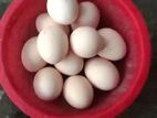 কোচিং মুরগীর ডিম