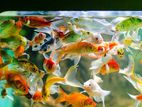 Koi Carp Fish