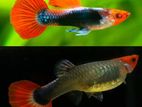 Koi Tuxedo Guppy