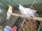 Bird for sale