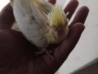 কোকাটাইল বেবি বিক্রি