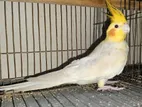 কোকাটেইল মেল নিউ এডাল্ট (cockatiel Male)