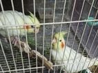 কোকাটেল অ্যাডাল্ট জোড়া