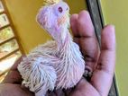 কোকাটেল Cockatiel Baby