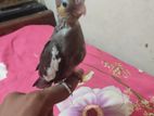 কোকাটেল