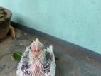 কোকাটেল