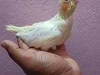 কোকাটেল পাখি বেবি
