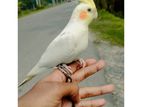🐦 কোকাটেল পাখি বিক্রি হবে