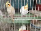 কোকাটেল পাখি