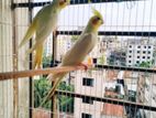 কোকাটেল পাখি