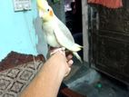 কোকাটেল পাখি