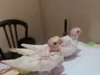 কোকাটেল পাখির বাচ্চা বিক্রি হবে