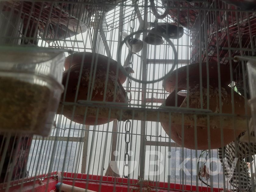 Bird With Cage Sale in Sutrapur Bikroy