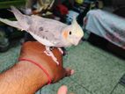 কোকাটেল টেম পাখি