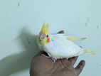 কোকাটেল টেম সাইজ - Cockatiel