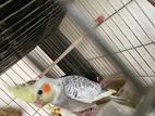 Bird for sale
