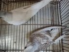 Cocktail Albino