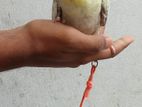 Cockatiel for sell