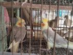 Kokatel Bird