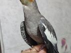 Kokatel Pakhi